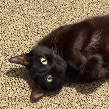 Rescue Domestic Medium Hair Cats for Adoption in Los Angeles, California - Tilly | PetCurious