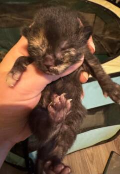 Cookie -  Domestic Short Hair Cat Available for Adoption in Johnson City, Tennessee - Cookie | PetCurious