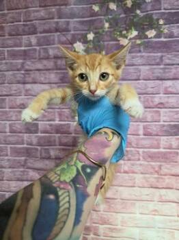 Converse -  Domestic Short Hair Cat for Adoption in Houston, Texas - Converse | PetCurious