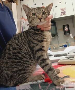 Bobby -  Domestic Short Hair Cat for Adoption in Palm Coast, Florida - Bobby | PetCurious