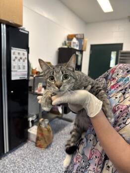 TRACY -  Domestic Short Hair Cat for Adoption in Thousand Palms, California - TRACY | PetCurious