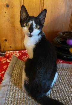 Rescue Domestic Short Hair Cats for Adoption in Carrollton, Virginia - Ziggy | PetCurious