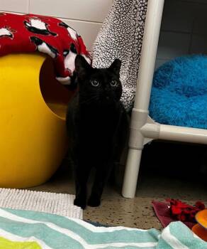 Rescue Domestic Short Hair Cats for Adoption in Leesburg, Virginia - MANDARIN | PetCurious
