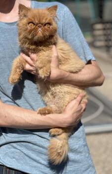 BACON -  Persian Cat for Adoption in Valparaiso, Indiana - BACON | PetCurious