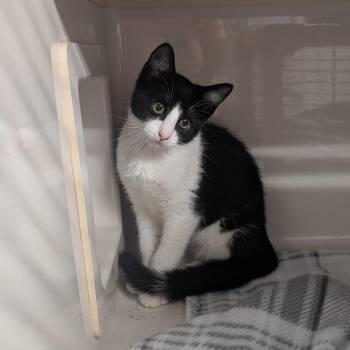 Louie -  Domestic Short Hair Cat for Adoption in Watertown, New York - Louie | PetCurious