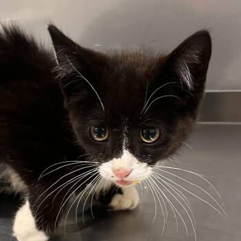 Eclipse -  Domestic Short Hair Cat for Adoption in Washburn, Missouri - Eclipse | PetCurious