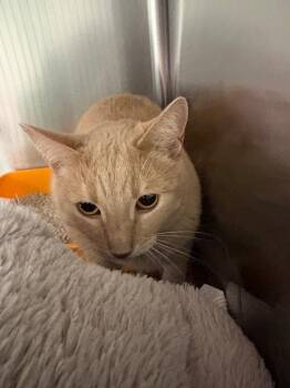 McGee (Quarter) -  Domestic Short Hair Cat for Adoption in Twentynine Palms, California - McGee (Quarter) | PetCurious