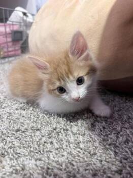 Domestic Medium Hair and Domestic Short Hair Cats Available for Adoption in Fort Worth, Texas - Ron Weasley | PetCurious