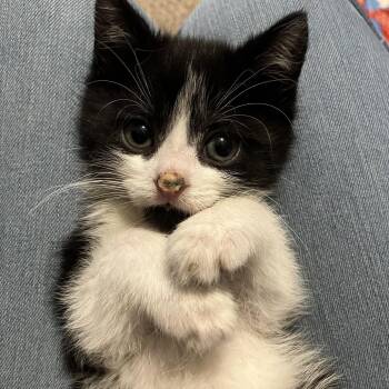 Ham North 56130 -  Domestic Short Hair Cat for Adoption in Eaton Rapids, Michigan - Ham North 56130 | PetCurious