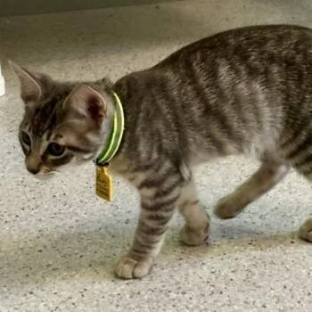 Rudy - Sweet and Fun -  Tabby Cat for Adoption in Hoquiam, Washington - Rudy - Sweet And Fun | PetCurious