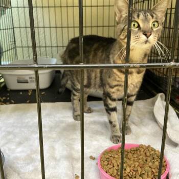 Sally -  Domestic Short Hair Cat for Adoption in Midland, Texas - Sally | PetCurious