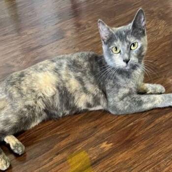 Dilute Tortoiseshell and Domestic Short Hair Cats Available for Adoption in Warr Acres, Oklahoma - Opal | PetCurious