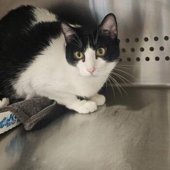 Drago -  Domestic Short Hair Cat for Adoption in Kansas City, Missouri - Drago | PetCurious