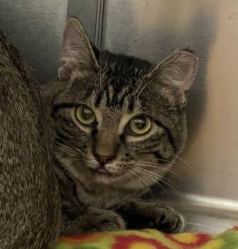Kiya -  Domestic Short Hair Cat for Adoption in Golden, Colorado - Kiya | PetCurious