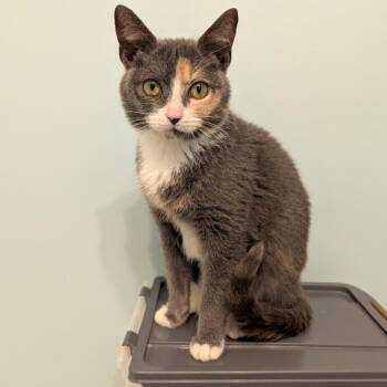 Domestic Short Hair Cats Available for Adoption in Youngsville, North Carolina - Bubblegum26 | PetCurious