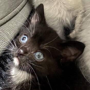 Domestic Short Hair Cats Available for Adoption in Long Beach, California - Bolt | PetCurious