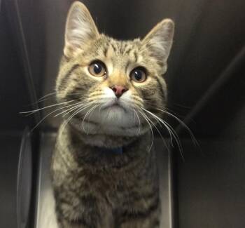 Cyrus -  Domestic Short Hair Cat for Adoption in Des Moines, Iowa - Cyrus | PetCurious