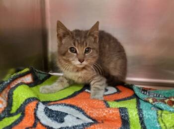 Rescue Domestic Short Hair Cats for Adoption in Sheboygan, Wisconsin - Turner | PetCurious