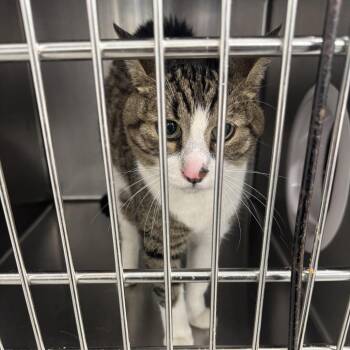 AHNJ-Stray-122018 -  Domestic Short Hair Cat for Adoption in Newark, New Jersey - AHNJ-Stray-122018 | PetCurious