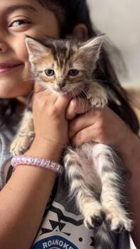 Domestic Short Hair Cats Available for Adoption in Fort Worth, Texas - Affogato | PetCurious