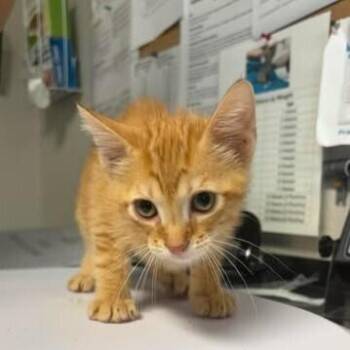 Garfield -  Domestic Short Hair Cat for Adoption in Bolivar, Missouri - Garfield | PetCurious