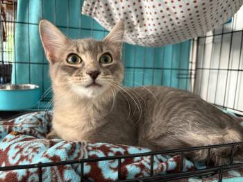 Rescue Domestic Medium Hair and Maine Coon Cats for Adoption in Houston, Texas - Goose | PetCurious