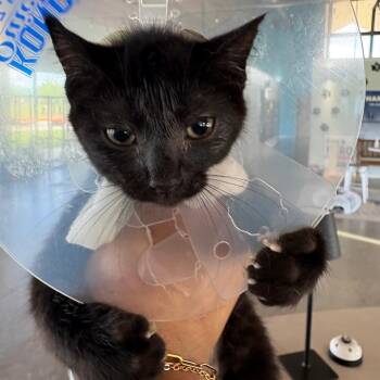 Penelope -  Domestic Medium Hair Cat for Adoption in Leander, Texas - Penelope | PetCurious