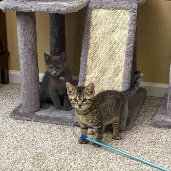 Domestic Short Hair Cats Available for Adoption in Mundelein, Illinois - Sherpa | PetCurious