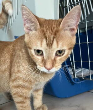 Rescue American Shorthair Cats for Adoption in Oakland Park, Florida - Francisco - Aventura PetSmart | PetCurious