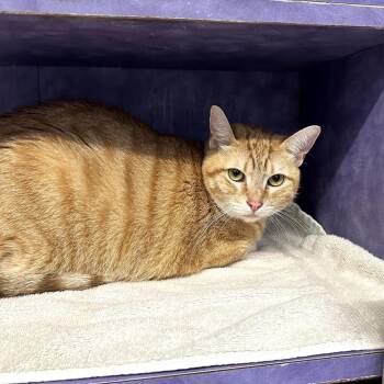 Domestic Short Hair Cats Available for Adoption - Edwin 5 | PetCurious