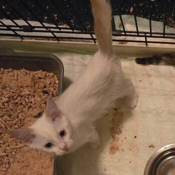Brady -  Domestic Short Hair Cat for Adoption in Grantsville, Utah - Brady | PetCurious