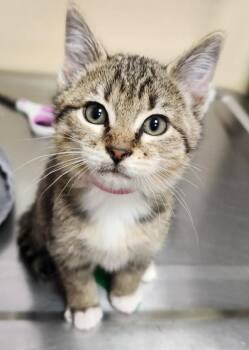 Pumpkin Spice -  Domestic Short Hair Cat for Adoption in Vancouver, Washington - Pumpkin Spice | PetCurious