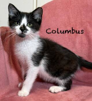 Columbus -  Domestic Short Hair Cat for Adoption in Pawleys Island, South Carolina - Columbus | PetCurious