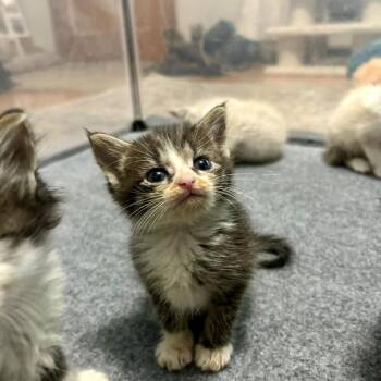 Nessie -  Domestic Short Hair Cat for Adoption in Harrisonburg, Virginia - Nessie | PetCurious
