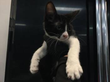 Domestic Short Hair Cats Available for Adoption in Thousand Palms, California - A1917641 | PetCurious