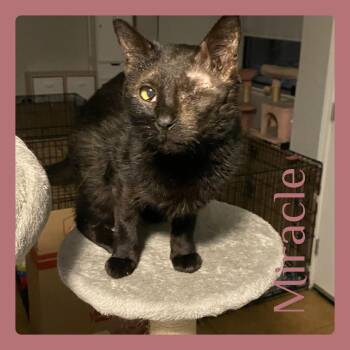 Rescue Tabby Cats for Adoption in Lawton, Oklahoma - MIRACLE | PetCurious