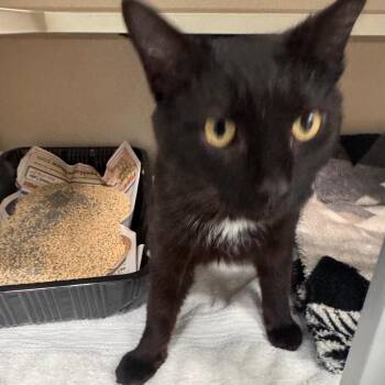 Domestic Short Hair Cats Available for Adoption in Wheeling, Illinois - Raisin | PetCurious
