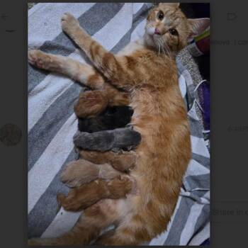 Malcom C11777 -  Domestic Short Hair Cat for Adoption - Malcom C11777 | PetCurious