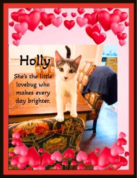 Holly — Gentle, Endearing, and Ready to Love You Forever -  Domestic Short Hair Cat for Adoption in Winston-salem, North Carolina - Holly — Gentle, Endearing, And Ready To Love You Forever | PetCurious