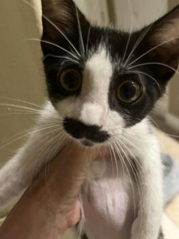 Mustache -  American Shorthair Cat for Adoption in Tampa, Florida - Mustache | PetCurious