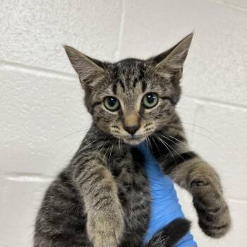 SVAS-Stray-39257 -  Domestic Short Hair Cat for Adoption in Lyndhurst, Virginia - SVAS-Stray-39257 | PetCurious