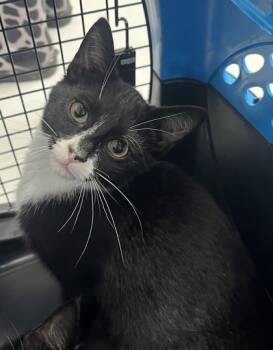 Rescue Domestic Short Hair Cats for Adoption in Cumming, Georgia - Yukon Cornelius 1569-25 | PetCurious