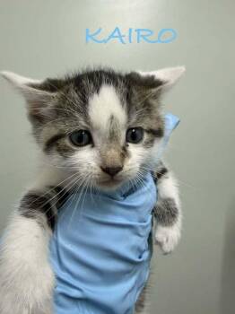 Domestic Short Hair Cats Available for Adoption in Evansville, Indiana - Kairo | PetCurious
