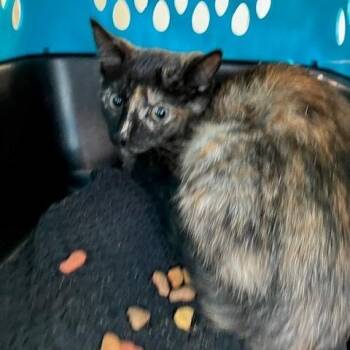 Amber - Chow Hound Northland -  Domestic Short Hair Cat for Adoption in Grand Rapids, Michigan - Amber - Chow Hound Northland | PetCurious