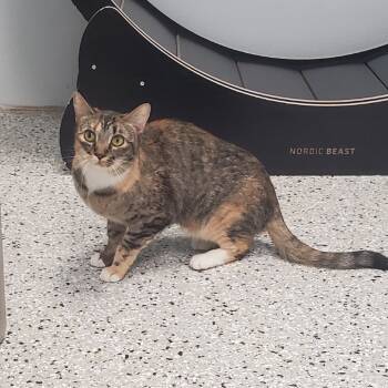 Rescue Domestic Short Hair Cats for Adoption in Decherd, Tennessee - Luna | PetCurious