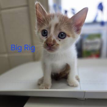 Big Rig -  Domestic Short Hair Cat for Adoption in Windsor, Virginia - Big Rig | PetCurious