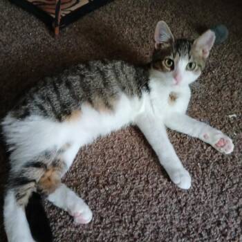 JubeJube -  Domestic Short Hair Cat for Adoption in Hudsonville, Michigan - JubeJube | PetCurious