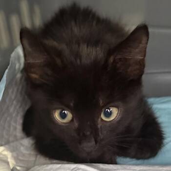 Bombay Cats Available for Adoption in Carolina, Carolina - Danny - Small But Mighty Adorable | PetCurious