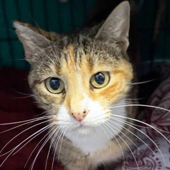 Domestic Short Hair Cats Available for Adoption - Mae | PetCurious