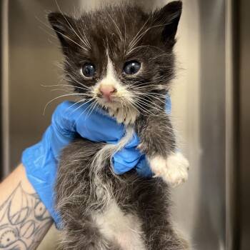 Domestic Short Hair Cats Available for Adoption in Columbiana, Alabama - Gumball | PetCurious